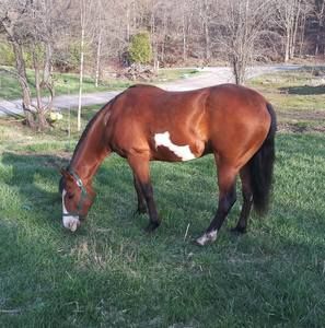 Meet your Posher, Carmen